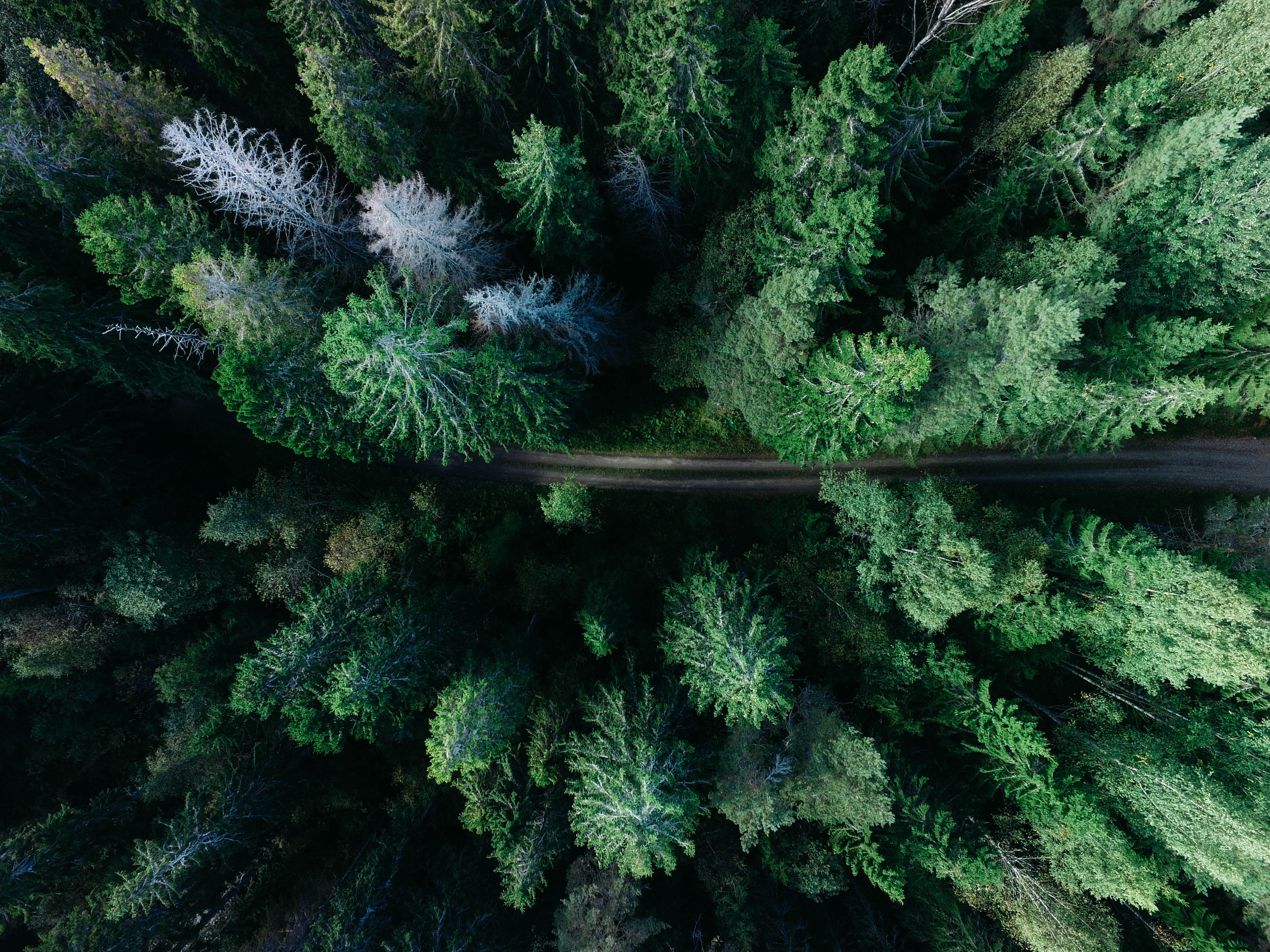 forest from top